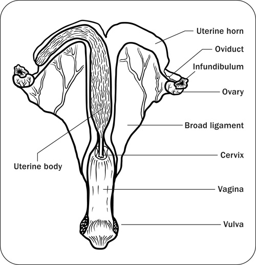 Diagrama mostrando ovarios, oviductos, útero, cérvix y vagina