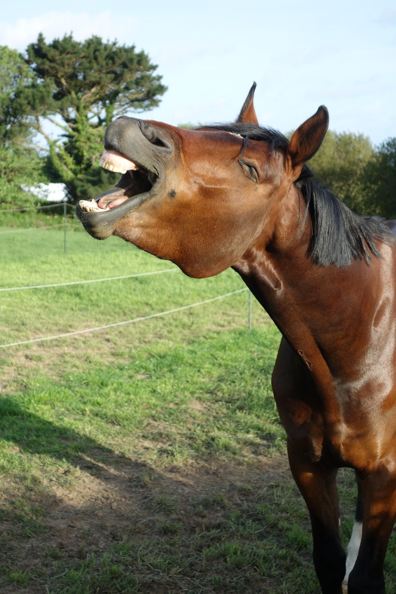 Yegua relinchando y mostrando dientes